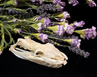 A real python Snake skull with sharp fangs — professionally cleaned and preserved for display.