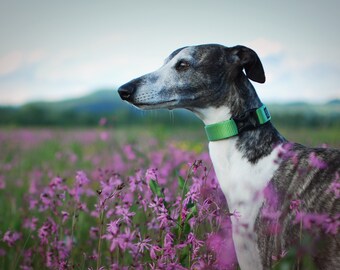 VERT - Collier pour chien à boucle en polyamide du samedi matin avec quincaillerie en plastique YKK