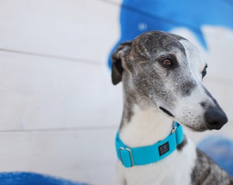 Blue Lagoon Martingale Dog Collar: Lightweight Microfiber Greyhound Collar