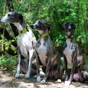 May include: Three Whippet dogs, one white and two brindle, are sitting in a wooded area. They are wearing green collars.