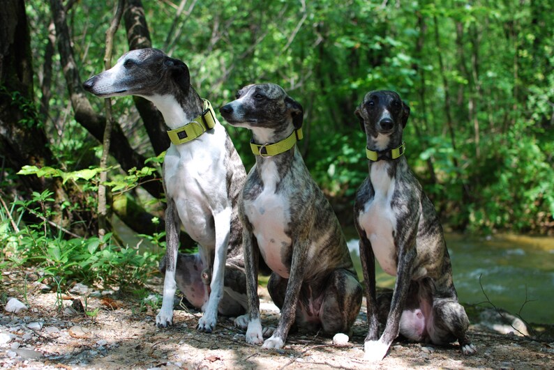 May include: Three Whippet dogs, one white and two brindle, are sitting in a wooded area. They are wearing green collars.