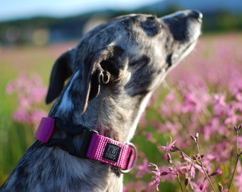 PINK - Thursday morning polyamide webbing buckle dog collar with YKK plastic hardware