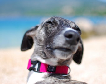 Pink Dog Collar: Minimalist Lightweight YKK Buckle