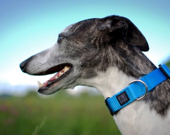 BLUE - Monday morning polyamide webbing buckle dog collar with YKK plastic hardware