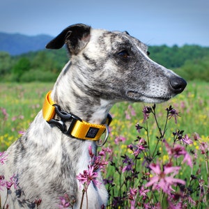 YELLOW - Sunday morning polyamide webbing buckle dog collar with YKK plastic hardware