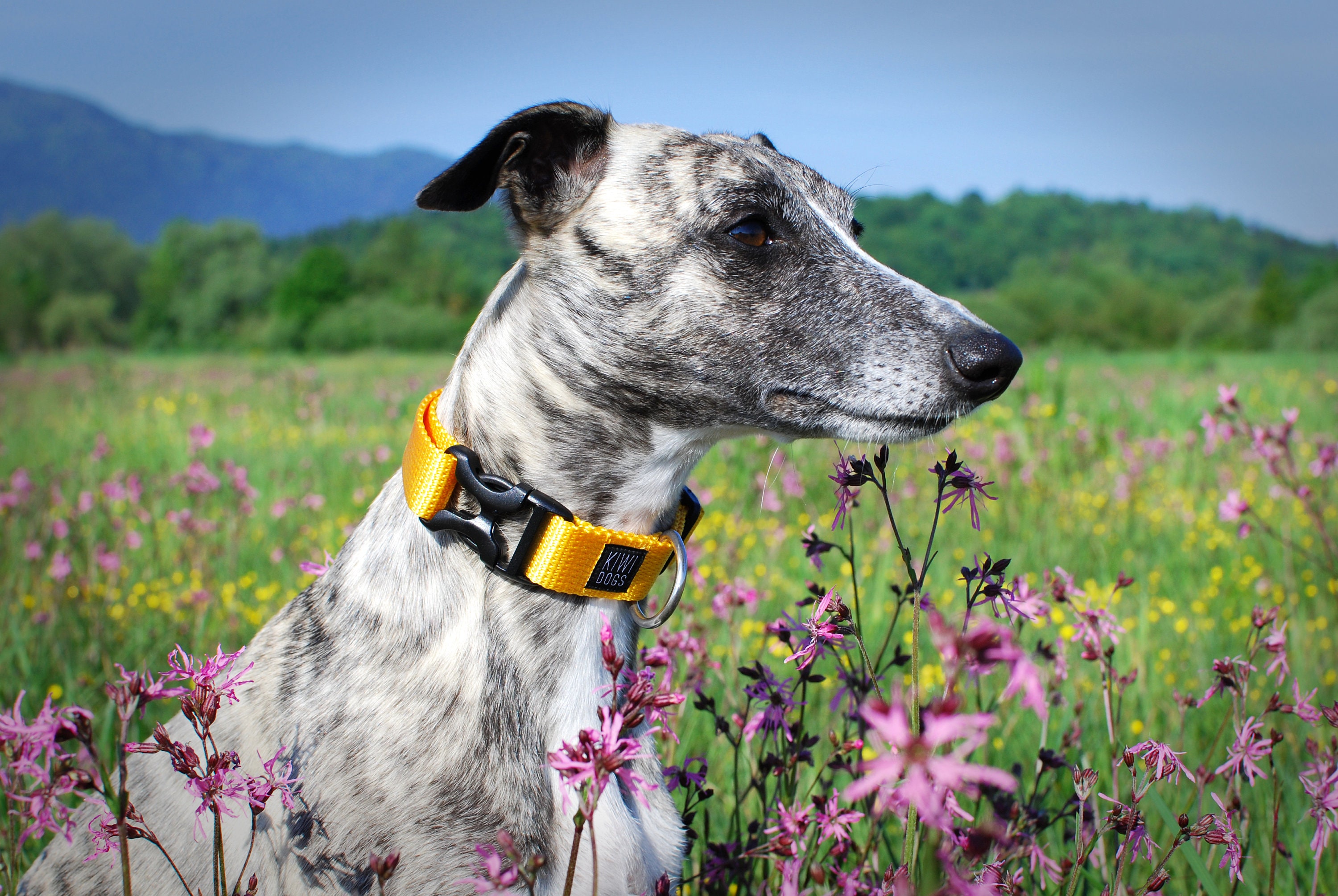 YELLOW Sunday Morning Polyamide Webbing Buckle Dog Collar With