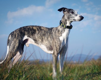 OLIVE - Saturday evening polyamide webbing buckle dog collar with YKK plastic hardware