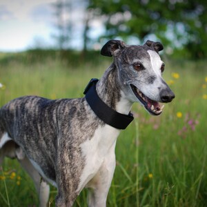 May include: A brindle and white Whippet dog with a black collar stands in a field of green grass with pink and yellow wildflowers.
