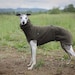 see more listings in the DOG COATS section