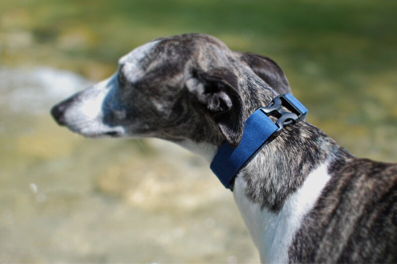 Skipper ADVENTURE Collar de perro de hebilla ligera azul collar de perro ligero deportivo azul con harware de plástico imagen 2