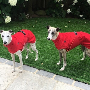 Può includere: Due Whippet bianchi che indossano cappotti rossi per cani con strisce riflettenti su un prato verde.