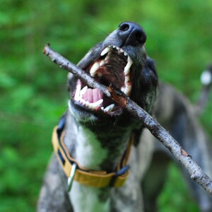 Puede incluir: Un perro blanco y negro con un collar amarillo est&aacute; jugando con un palo en su boca. El perro tiene la boca abierta y muestra los dientes. El perro est&aacute; en un &aacute;rea cubierta de hierba.