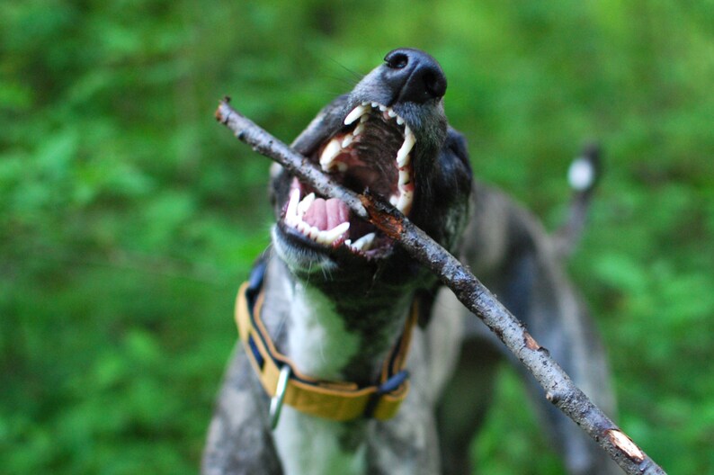 Puede incluir: Un perro blanco y negro con un collar amarillo est&aacute; jugando con un palo en su boca. El perro tiene la boca abierta y muestra los dientes. El perro est&aacute; en un &aacute;rea cubierta de hierba.