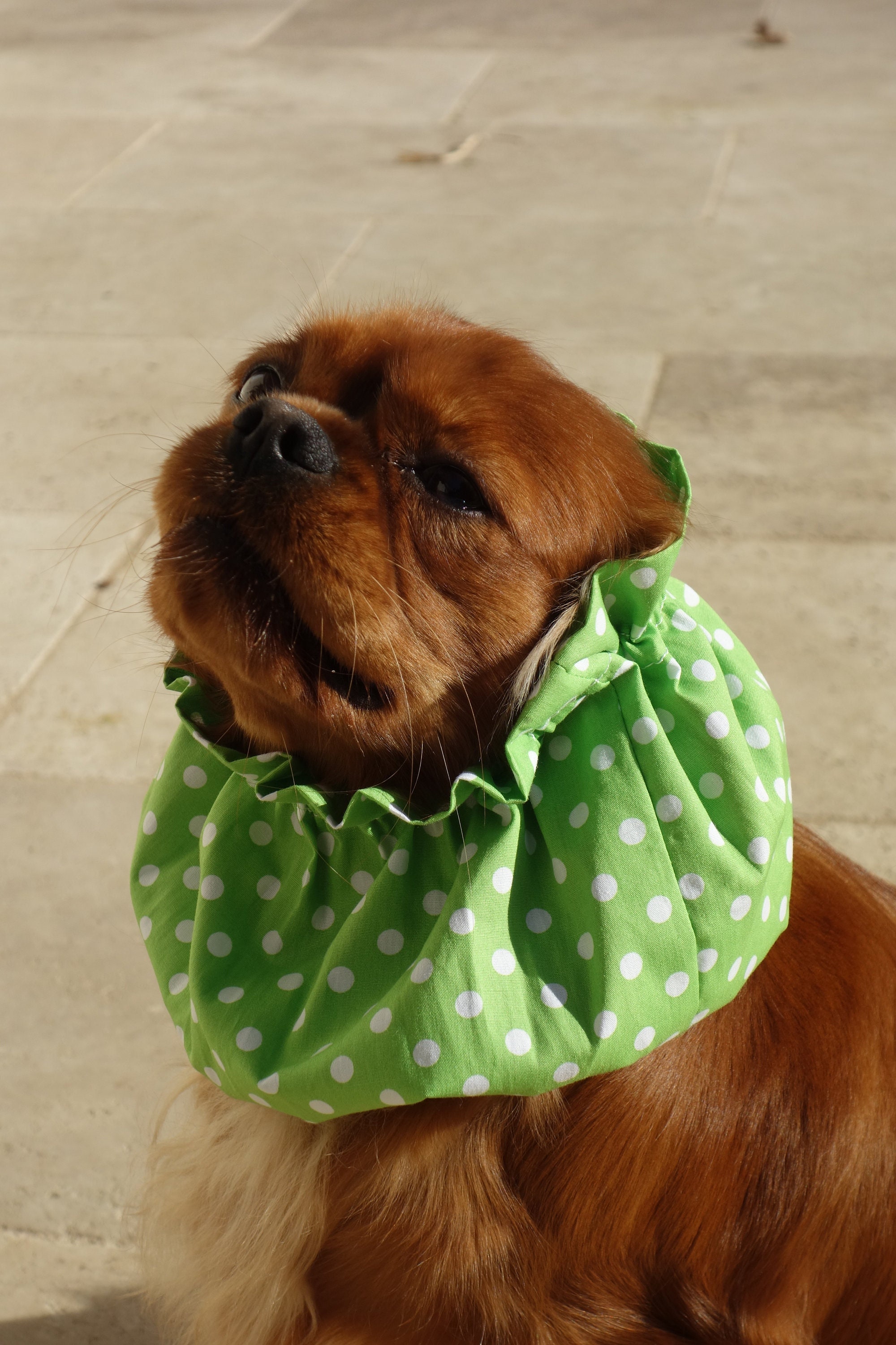 Snood Chien - Vendôme