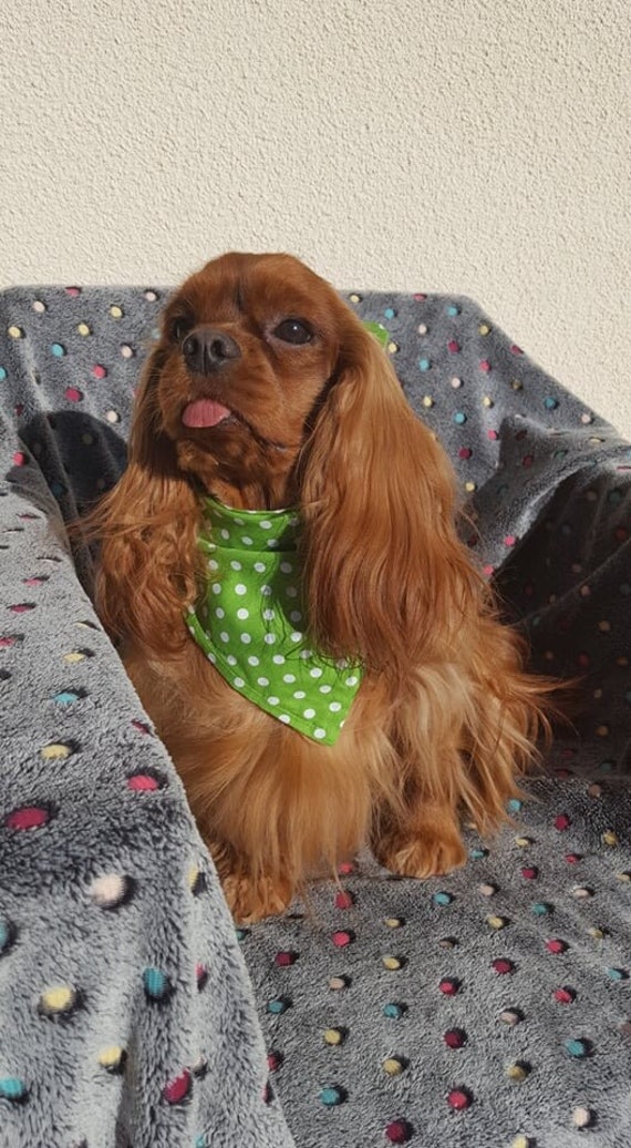 Bandana Chien - Vendôme