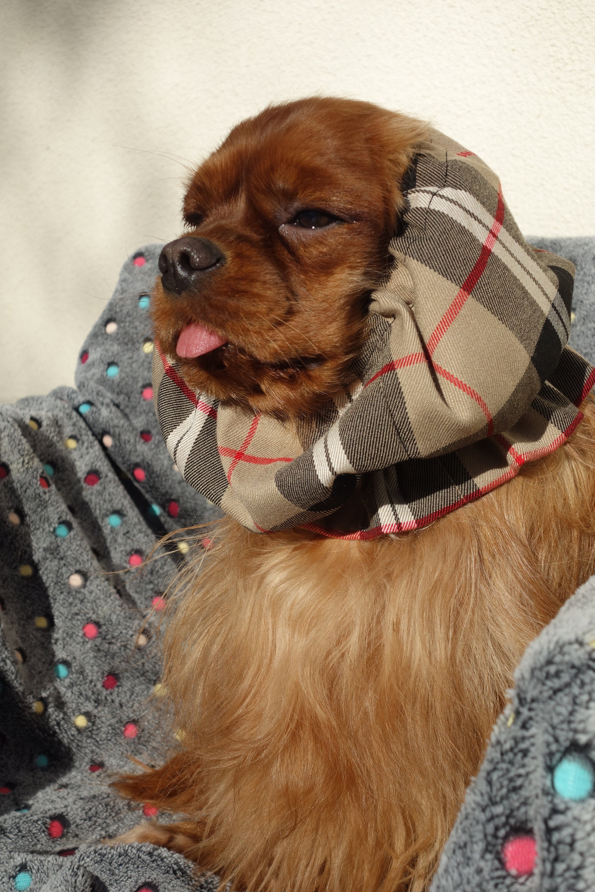 Snood Chien - Covent Garden