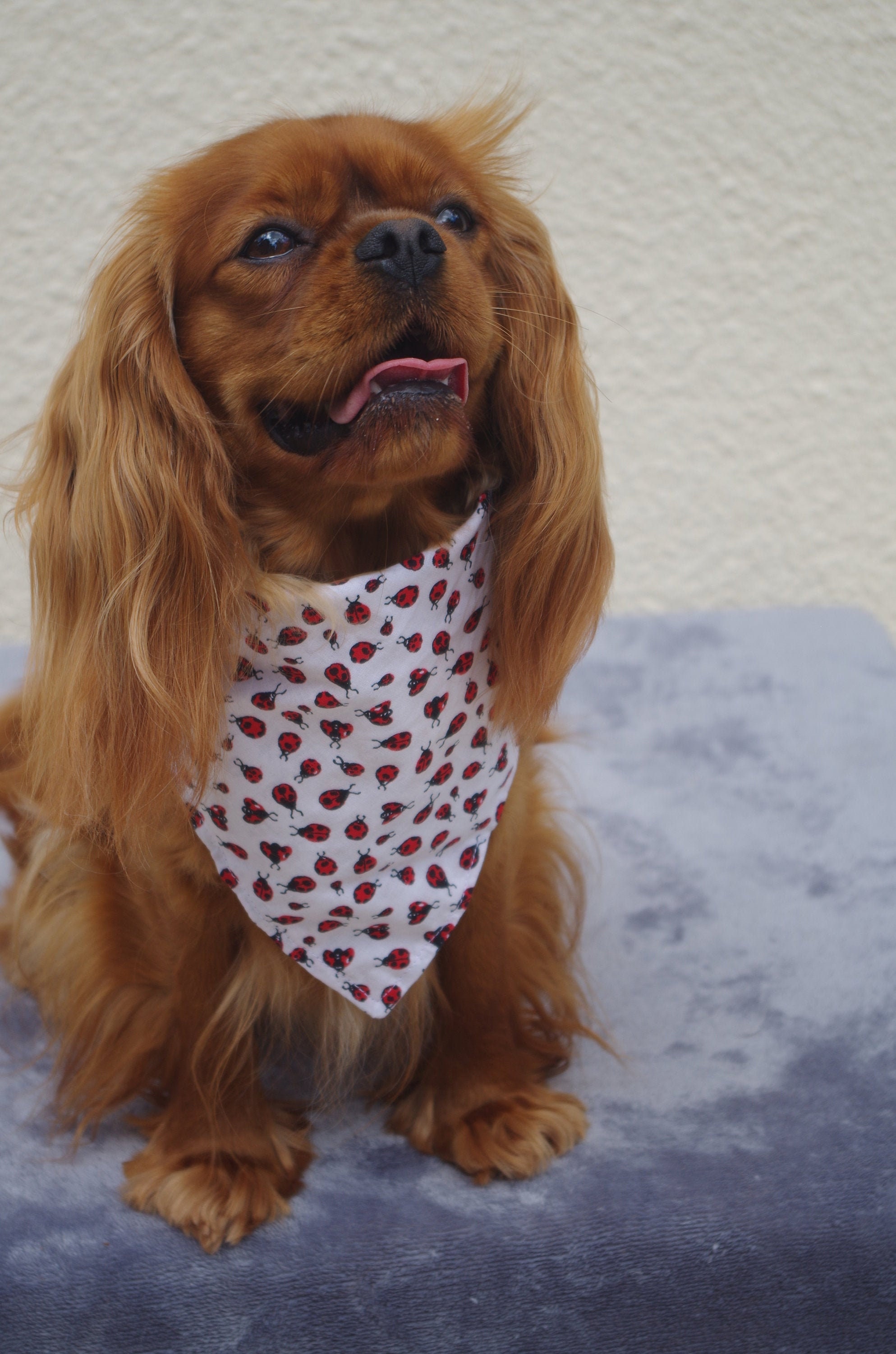 Bandana Chien - Ladybug