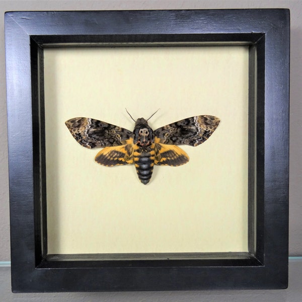 Deaths Head Hawk Moth Acherontia Lachesis Moth Entomology Insect Art