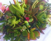 10 Assorted Succulent Cuttings. No 2 Cuttings Alike. Great Starter Garden. **Cuttings are 1"-3" in Length**