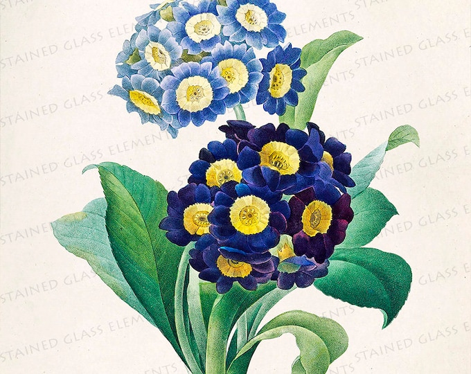 Primula ceramic decals Anemone fusible transfers for decoration of ceramics glassfusing glass tiles and enameling botanical vintage flowers