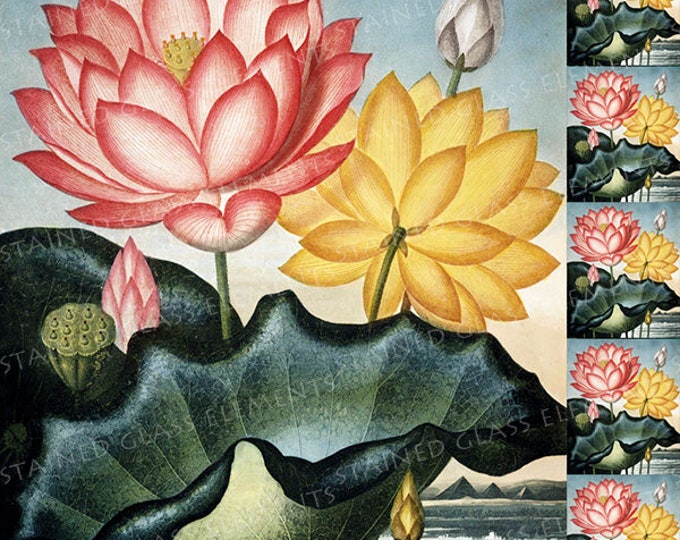 Lotus ceramic decal, flower ceramic transfer, flora decal, sacred lotus, botanic ceramic transfer, pink, yellow 1400-1562 ºF, 750-850ºC