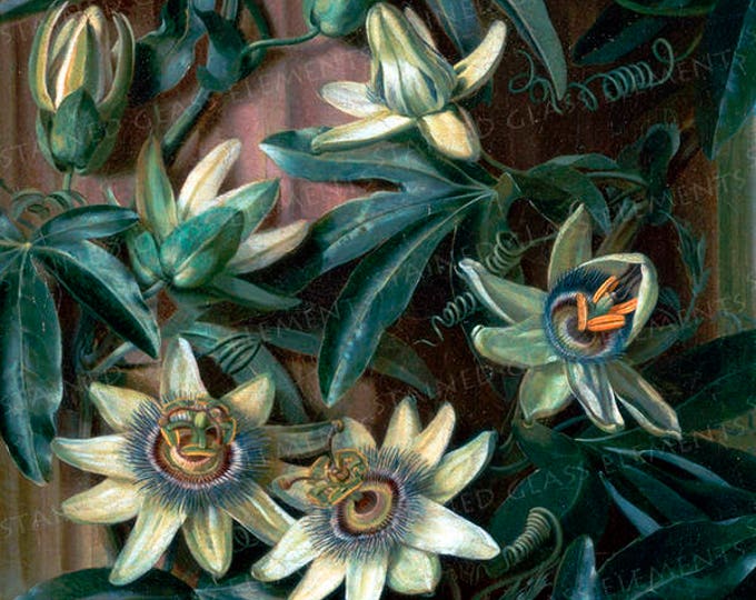 Passion Flower ceramic decal, flower ceramic transfer, flora decal, passion flower, botanic ceramic transfer, pink,  1400-1562 ºF, 750-850ºC