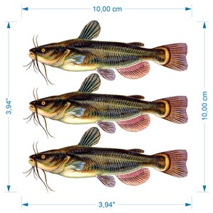 Puede incluir: Tres ilustraciones detalladas de bagres, cada uno de aproximadamente 10 cm de largo y 25,4 cm de ancho. Los peces tienen cuerpos de color marrón oscuro, barbillas prominentes y aletas de color rosa rojizo. El texto "GLASS ELEMENTS" es visible en cada pez.