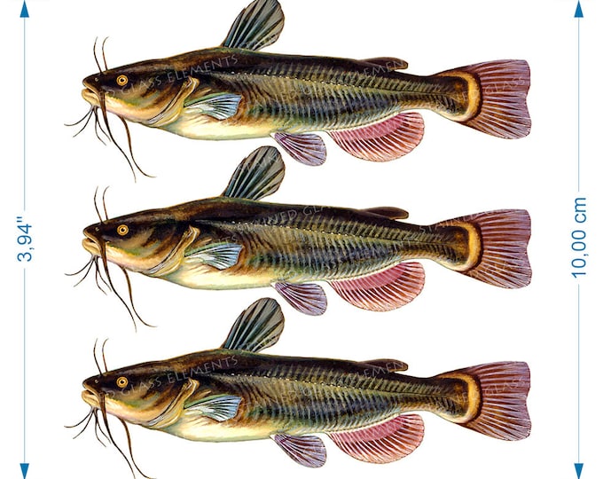 Catfish ceramic decal victorian style decals for ceramics enameling transfer glass fusion beautiful decorate your art