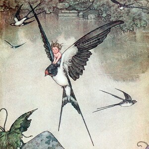 Op de afbeelding: Een vintage illustratie toont een kind dat op een grote zwaluw rijdt. De zwaluw heeft zwart-witte veren en een lange, gevorkte staart. Het kind is naakt, met blond, krullend haar. Andere zwaluwen zijn op de achtergrond te zien.