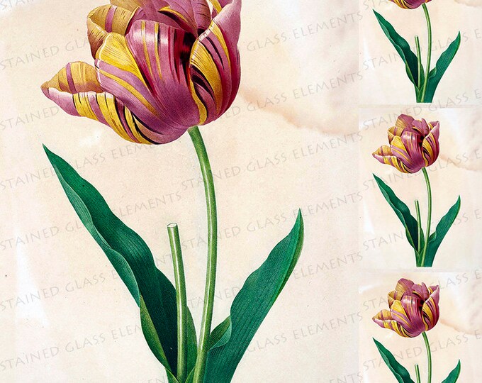 Cultivated Tulip ceramic decal fusible transfer floral motifs for decoration of ceramics glassfusing glass tiles and enameling botanical