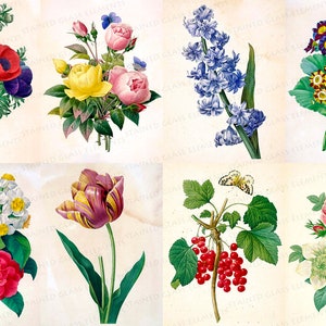 Puede incluir: Una colección de ocho ilustraciones botánicas con diversas flores y plantas. Las imágenes muestran representaciones detalladas de anémonas, rosas, jacintos, tulipanes y otros arreglos florales, con mariposas y bayas.