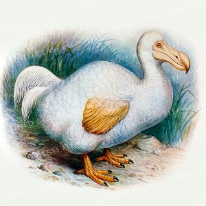 May include: A white and gray Dodo bird with a yellow wing, standing on a light brown surface with green grass and rocks. The bird has a large beak and small eyes.