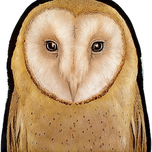 Owl stained glass fragment, kilnfired, stained glass owl motif, owl suncatcher, hibou vitraux, owl glasspainting, owl, glasspainting, eule