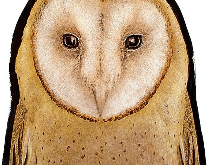 Owl stained glass fragment, kilnfired, stained glass owl motif, owl suncatcher, hibou vitraux, owl glasspainting, owl, glasspainting, eule
