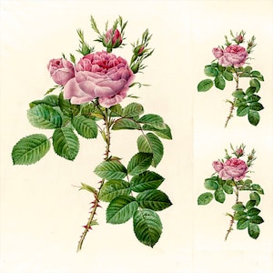 May include: A botanical illustration of a pink rose with green leaves and thorns. The rose is in full bloom and has a delicate, feminine appearance. The illustration is detailed and realistic, capturing the beauty of the flower.