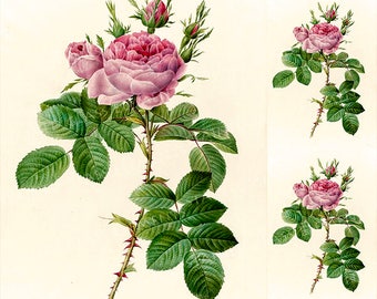 Rose ceramic decal, Rose ceramic transfer, Rose decal, rose, flower decal, rose ceramic transfer, pink rose, pink,  1400-1562 ºF, 750-850ºC