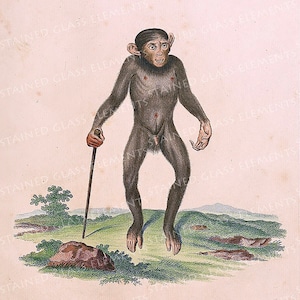 Pode incluir: Uma ilustração vintage de um chimpanzé em pé sobre suas patas traseiras, segurando um cajado. O chimpanzé é retratado em um ambiente natural com grama verde e uma rocha marrom em primeiro plano.