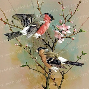 May include: Two brown and gray birds with pink accents perched on a branch of a tree with pink blossoms. The birds are facing different directions.