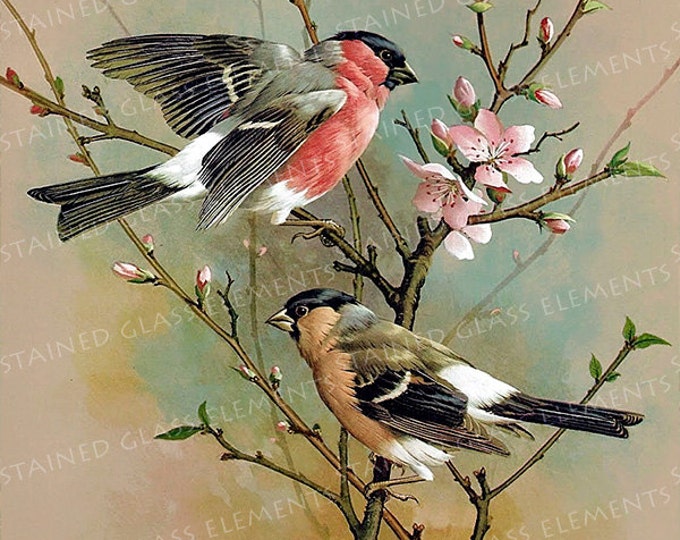 Finch ceramic decal, finches, decals fusible, finch decal, fusible transfers, glass decals, finch ceramic decals, finch ceramic transfer