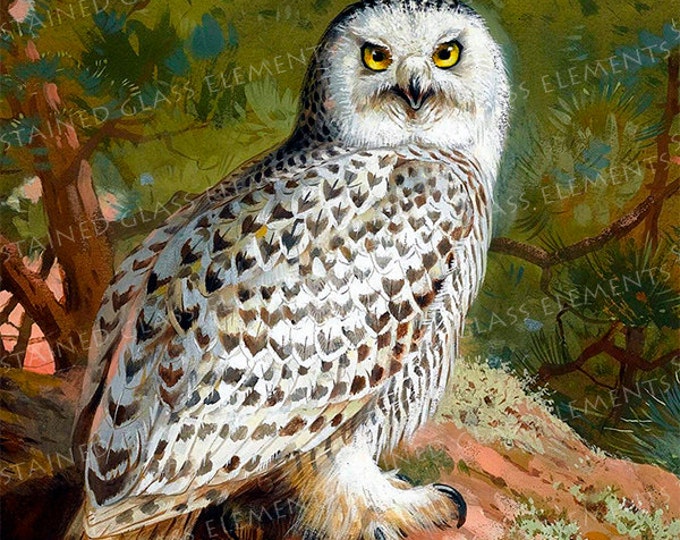 Owl ceramic decal, owl, decals fusible, fusible transfers, glass decals, birds ceramic decals, owl ceramic transfer, owl ceramic transfer