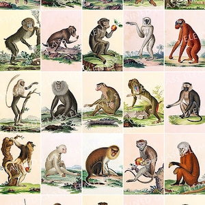 Könnte beinhalten: Eine Vintage-Illustrationscollage mit 20 verschiedenen Affenarten. Jeder Affe ist in einer farbenfrohen, detaillierten Illustration mit einem natürlichen Hintergrund dargestellt.