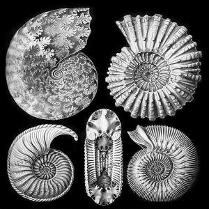 May include: Five black and white illustrations of fossilised ammonites. The ammonites are arranged in a circular pattern. The ammonites are all different shapes and sizes.