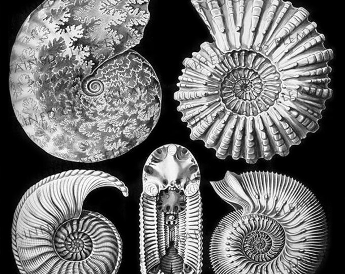 Ernst Haeckel ceramic decal,  art forms of nature ceramic decals, ceramic transfers, ceramic decal sheet, Ernst Haeckel, biology decals