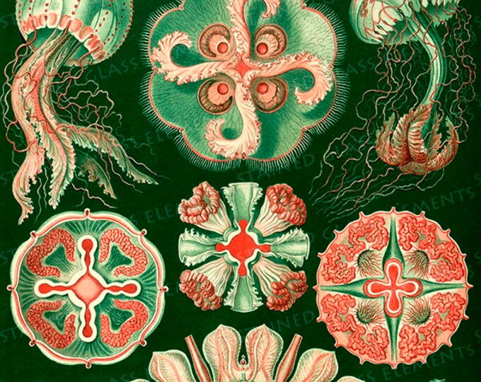 Ernst Haeckel ceramic decal,  art forms of nature ceramic decals, ceramic transfers, ceramic decal sheet, Ernst Haeckel, biology decals