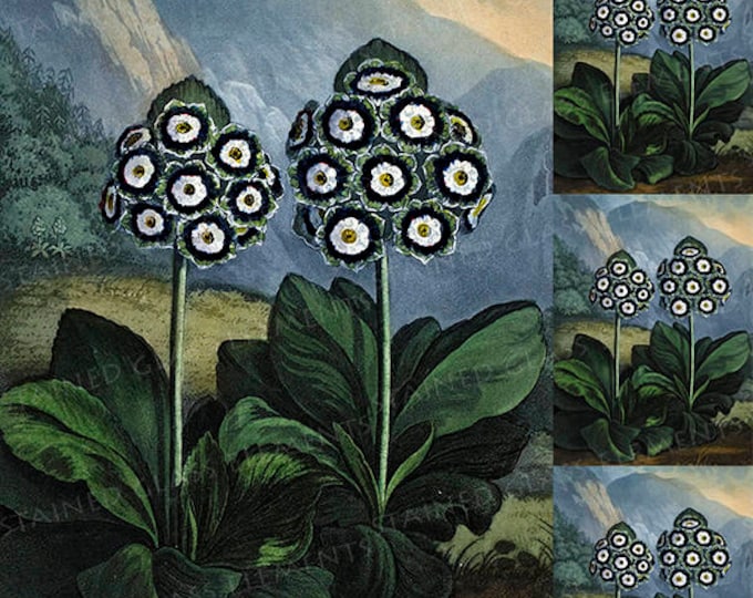 Flower ceramic decal, auricula ceramic transfer, flora decal, auricula, botanic ceramic transfer, blue, botanic,  1400-1562 ºF, 750-850ºC