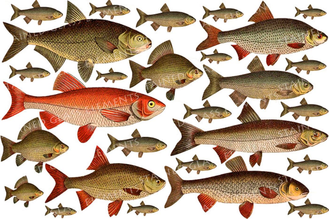 Fish Ceramic Decal, Fish Fusible Transfers, Transfers Fusing, Fishes