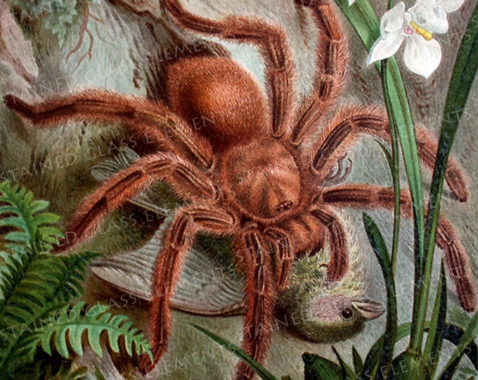 Tarantula decal, spider ceramic decal, spider, ceramic decal sheet, fine art decals, decals jewelry, decals glass, decals enameling, brown