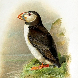 May include: A black and white illustration of a puffin with an orange beak and feet, perched on a grassy cliff overlooking the ocean.