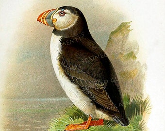 Atlantic Puffin ceramic decal waterslide transfer for ceramics tiles glassfusing enameling beads and mosaic firing temperature 1400-1562 ºF