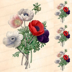 Naklejki ceramiczne Anemone Naklejki termotransferowe Anemones do zdobienia ceramiki, szkła, płytek szklanych i emaliowania botanicznych kwiatów vintage